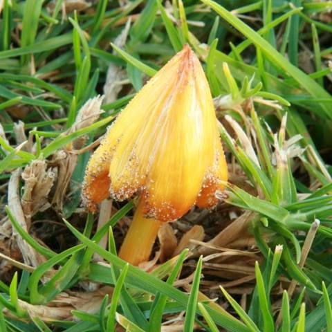 Persistent Waxcap